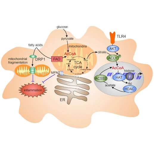 Metabolism and epigenetic regulation of primary human macrophages