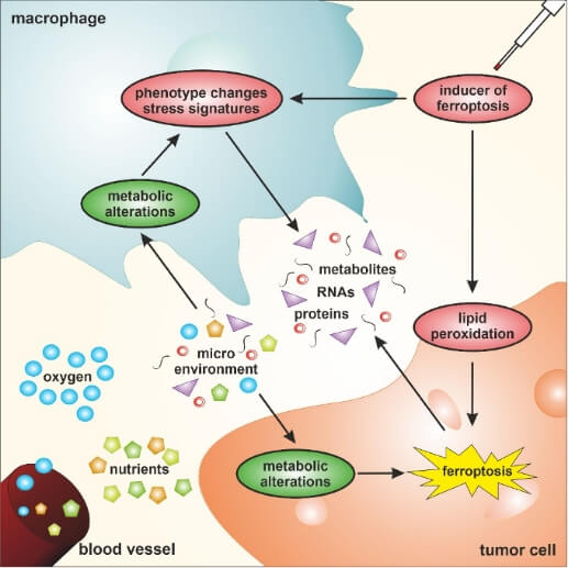 Ferroptosis