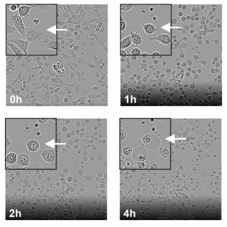 Cells undergo ferroptosis after RSL3 treatment