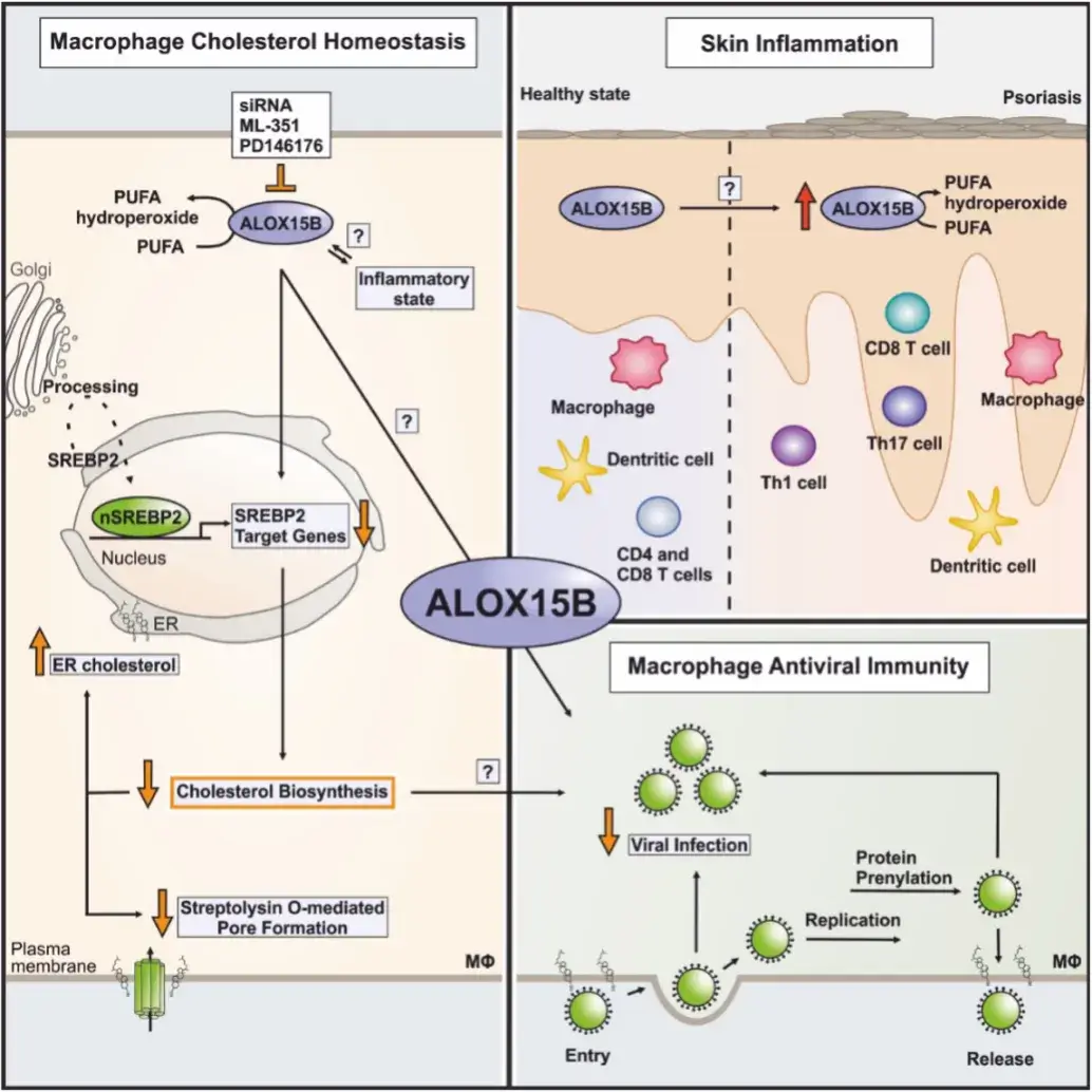 Arachidonate 15-lipoxygenase type B (ALOX15B)