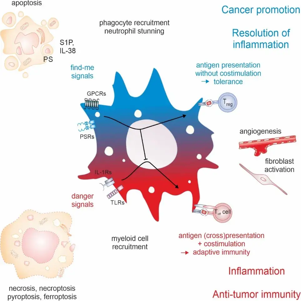 A matter of life and death – Dying cell-derived signals shape immunopathology