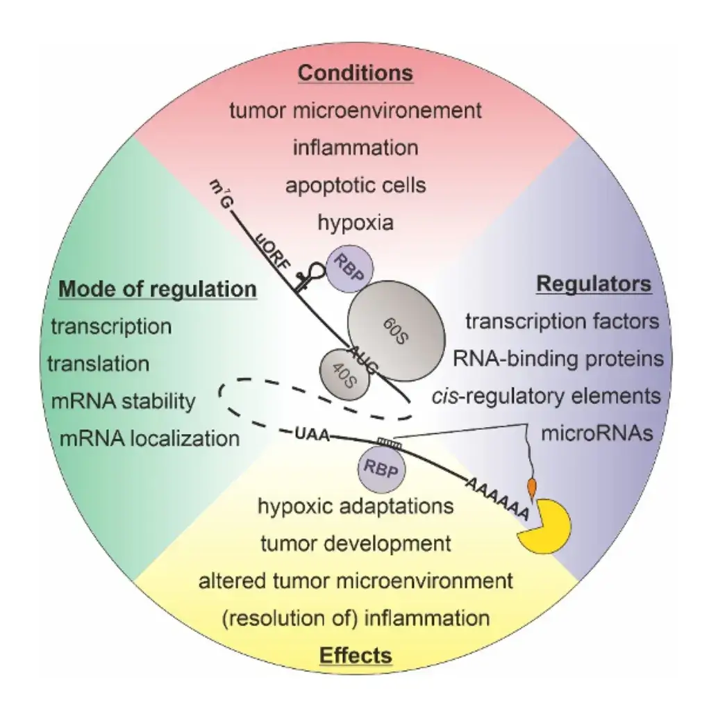 RNA biochemistry in cancer and inflammation