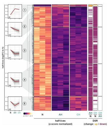 mRNA half-lives in THP-1 cells under acute (AH) or chronic hypoxia (CH) determined by metabolic RNA seq